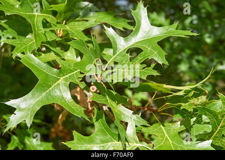 Scharlachrote Eiche, Quercus coccinea, grüne Blätter aus nächster Nähe Stockfoto