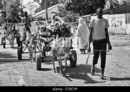 Gabu, Guinea-Bissau - 6. April 2014: afrikanische junge Männer tragen Brennholz Esel mit dem Pferdewagen Stockfoto