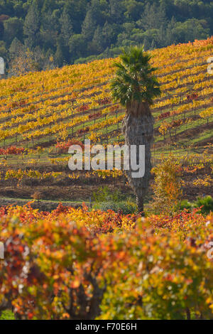 Weinberge in Dry Creek Valley AVA, Healdsburg, CA Stockfoto
