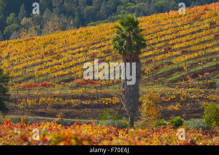 Weinberge in Dry Creek Valley AVA, Healdsburg, CA Stockfoto