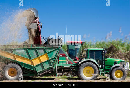 Ernte von Zuckerrohr in Australien Stockfoto