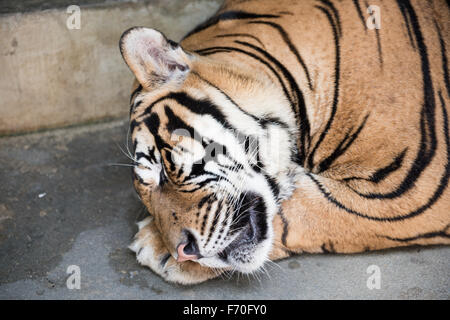 Tiger schlafen in einem Königreich Stockfoto