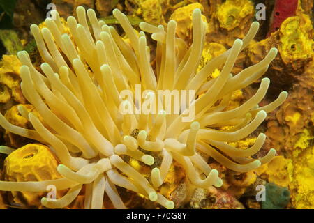 Unterwasserwelt, riesige Anemone, Condylactis Gigantea, Karibik, Panama Stockfoto