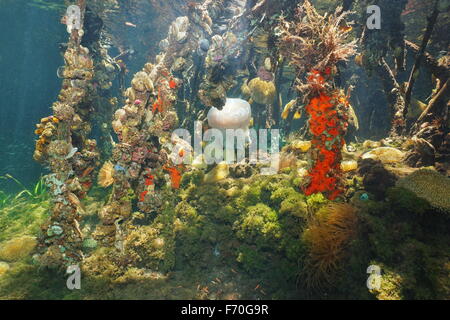 Unterwasser Mangrovewurzeln fallenden bunten Unterwasserwelt, Karibik, Panama, Mittelamerika Stockfoto