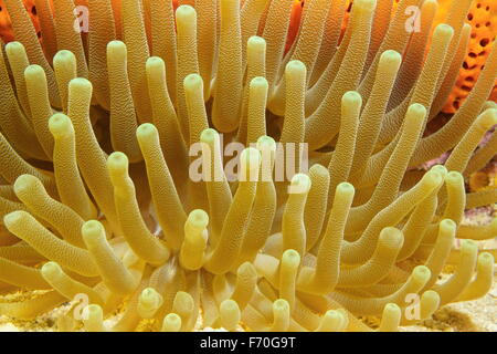 Unterwasser Meerestiere, Tentakeln der riesigen Anemone, Condylactis Gigantea, Karibik, Mexiko Stockfoto