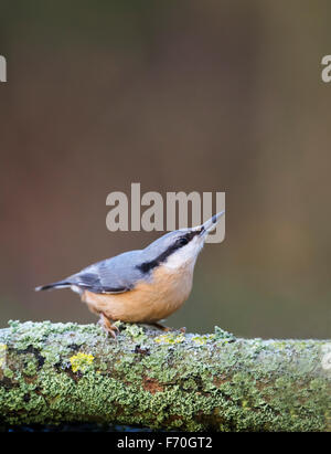 Kleiber (Sitta Europaea) thront auf Flechten bedeckt Zweig Stockfoto