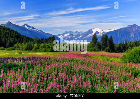 Mendenhall Gletscher Aussichtspunkt mit Weidenröschen in voller Blüte. Juneau, Alaska