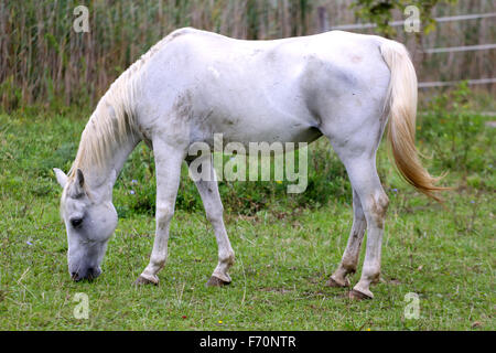 Reinrassigen arabischen Grauschimmel Beweidung frischen grünen Rasen Stockfoto