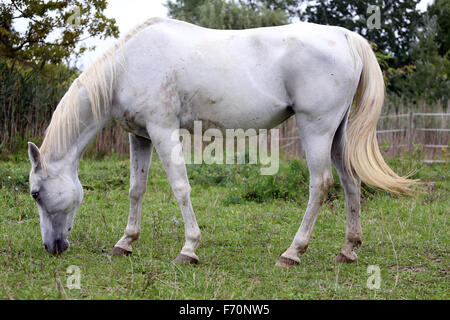 Schöne reinrassige arabische Pferd grasen auf der Weide im Sommer Stockfoto