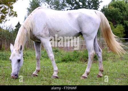 Reinrassige arabische Stute grasen auf der Weide im Sommer Stockfoto
