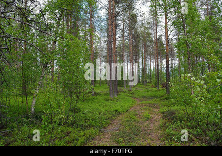 Waldweg im Pinienwald Stockfoto