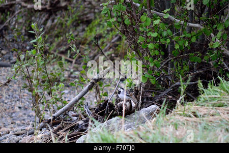 schöne kleine graue und schwarze Spatz Vogel im Sommer-Natur hautnah Stockfoto