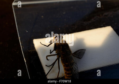 Pferd-Fly, Gad Fliege, Clegg Klegg auf Fly Papier unter extremen Invasion im Sommer Makrofoto gefangen Stockfoto