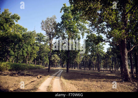 Sal Trees, Kanha-Nationalpark, Kisli-Nationalpark, Madhya Pradesh, Indien, Asien Stockfoto