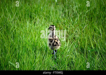 niedliche eurasischen Brachvogel Vogel Huhn Wandern in hohe Gräser, die auf der Suche nach ihren Eltern Stockfoto