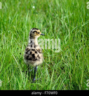 niedliche eurasischen Brachvogel Vogel Huhn Wandern in hohe Gräser, die auf der Suche nach ihren Eltern Stockfoto
