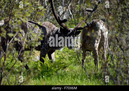 Rentier im Sommer Wald Stockfoto