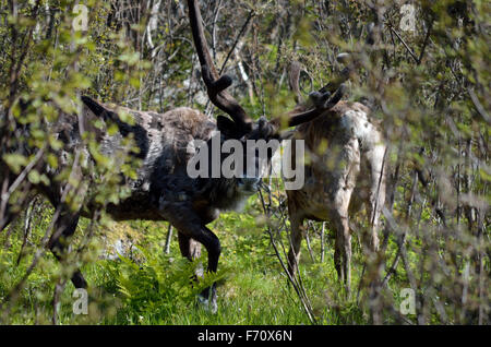 Rentier im Sommer Wald Stockfoto