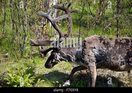 Rentier im Sommer-Natur Stockfoto