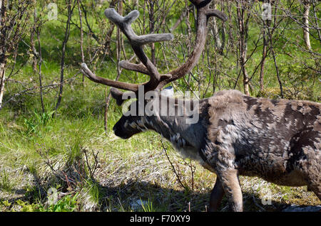 Rentier im Sommer-Natur Stockfoto