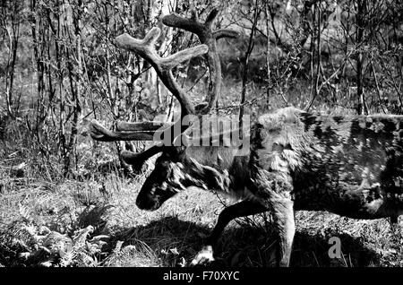 Rentier im Sommer-Natur Stockfoto