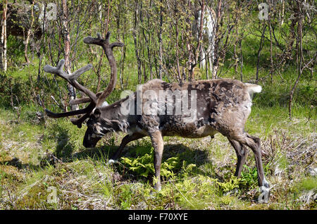 Rentier im Sommer-Natur Stockfoto