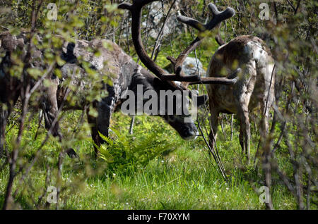 Rentier im Sommer Wald Stockfoto