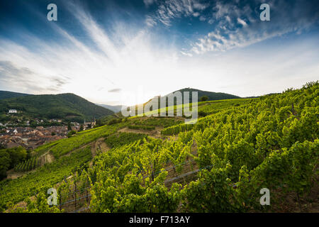 Dorf mit Burgruine in den Weinbergen, Ribeauvillé, Haut-Rhin, Elsass, Frankreich Stockfoto