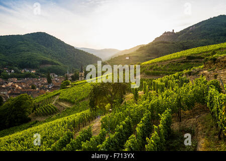 Dorf mit Burgruine in den Weinbergen bei Sonnenuntergang, Ribeauvillé, Haut-Rhin, Elsass, Frankreich Stockfoto