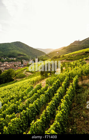 Dorf mit Burgruine in den Weinbergen bei Sonnenuntergang, Ribeauvillé, Haut-Rhin, Elsass, Frankreich Stockfoto