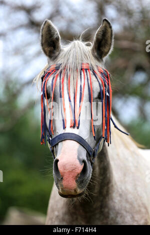 Grau gefärbt Arabisches Pferd grasen Ländliches Motiv Stockfoto