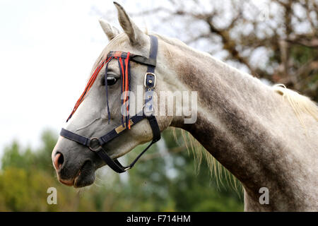 Seite Ansicht Kopf geschossen einer reinrassigen arabischen Stute in der Koppel Stockfoto
