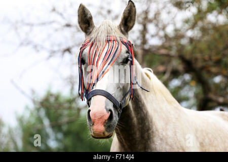 Ländliches Motiv grau gefärbten arabische horseposing Stockfoto