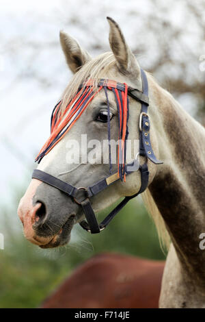 Seite Ansicht Kopf geschossen einer reinrassigen arabischen Stute in der Koppel Stockfoto