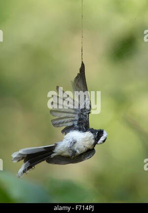 Weißer-browed Fantail (Rhipidura Aureola) gefangen im Netz der Holz Riesenspinne Sitamata Wildschutzgebiet Rajasthan, Indien Stockfoto