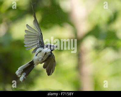 Weißer-browed Fantail (Rhipidura Aureola) gefangen im Netz der Holz Riesenspinne Sitamata Wildschutzgebiet Rajasthan, Indien Stockfoto