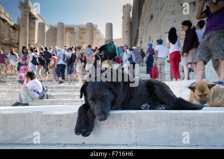 Hüterhund auf der Treppe von der Akropolis von Athen, Griechenland Stockfoto