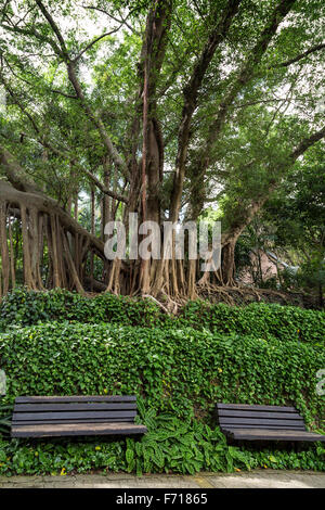 Zwei unbesetzten Holzbänke vor Reben und unter alten & große Bäume im Hong Hong Park in China. Stockfoto
