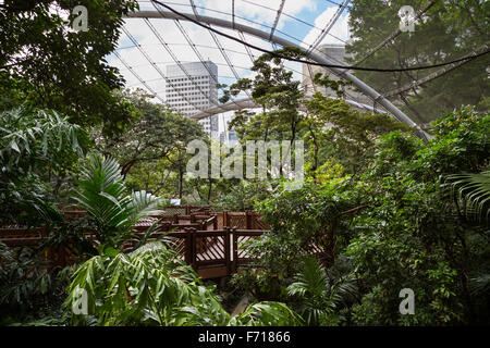 Im Inneren der Edward Youde Voliere an der Hong Kong Park in Hong Kong, China. Stockfoto