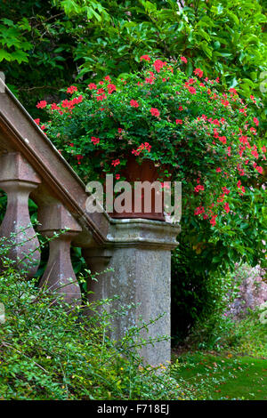 Rote Geranien Blumen in einem Topf auf eine Steintreppe in einem Garten Stockfoto