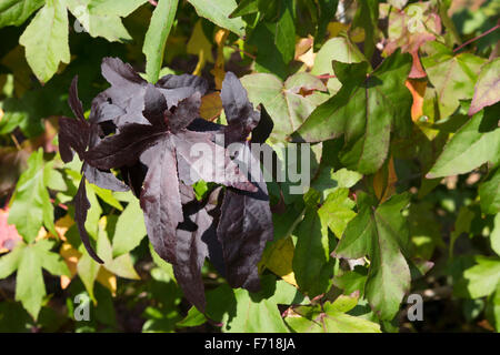 Herbst Blätter zeigt Herbstfarben in einem Waldgebiet in Surrey, UK. Oktober. Stockfoto