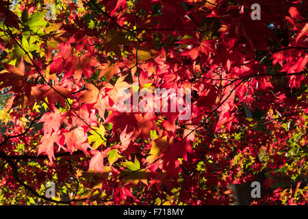 Herbst Blätter zeigt Herbstfarben in einem Waldgebiet in Surrey, UK. Oktober. Stockfoto