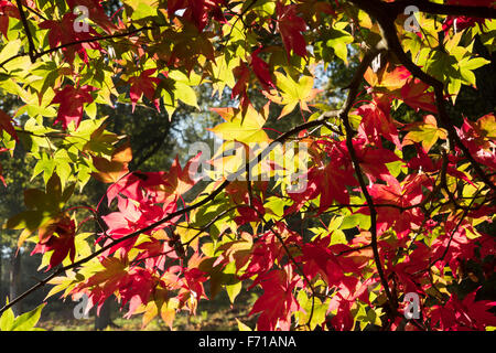 Herbst Blätter zeigt Herbstfarben in einem Waldgebiet in Surrey, UK. Oktober. Stockfoto