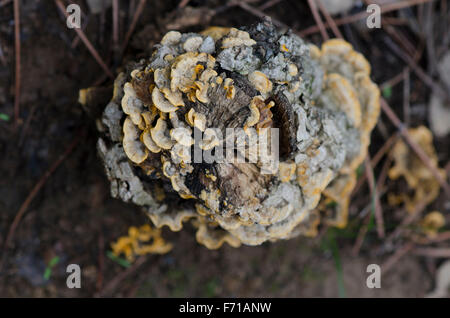 Behaarte Vorhang Kruste, Stereum Hirsutum Pilze auf Holz. Spanien Stockfoto