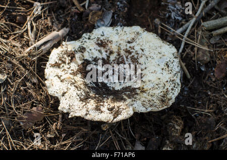 Lactifluus Vellereus, flauschigen Milch-Cap, Pilze im Wald, Spanien. Stockfoto