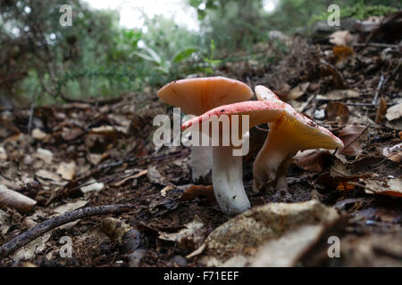 Buchenholz Sickener Pilze ubling Nobilis Wild im Wald, Spanien. Stockfoto