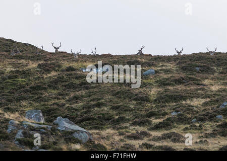 Rote Hirsche in den Cairngorms Stockfoto