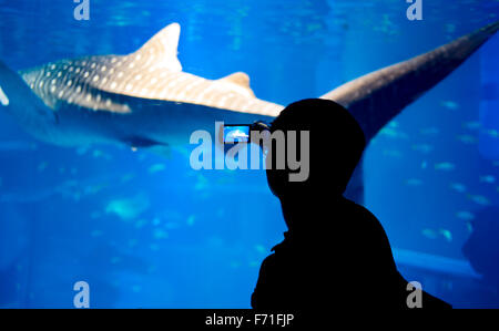 Walhai, Osaka Aquarium, Japan. Stockfoto
