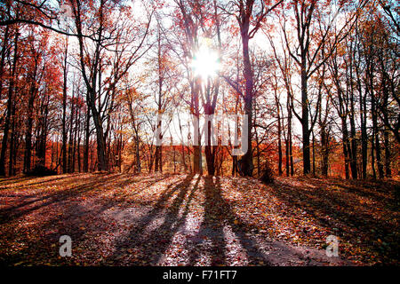 Herbstmorgen im Wald mit Bäumen aufgehende Sonne Stockfoto