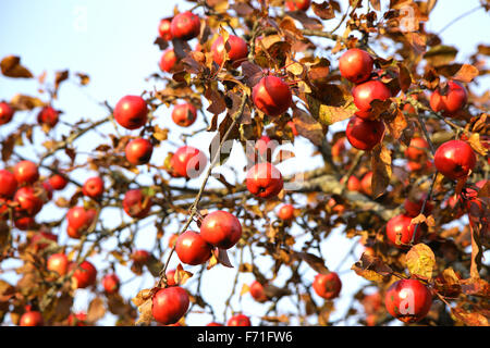 Apfel Baum Zweige mit rot leuchtenden Äpfeln auf blauen Himmelshintergrund Stockfoto